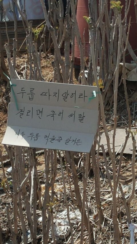 두릅 따지 말어라 걸리면 죽어 | 인스티즈