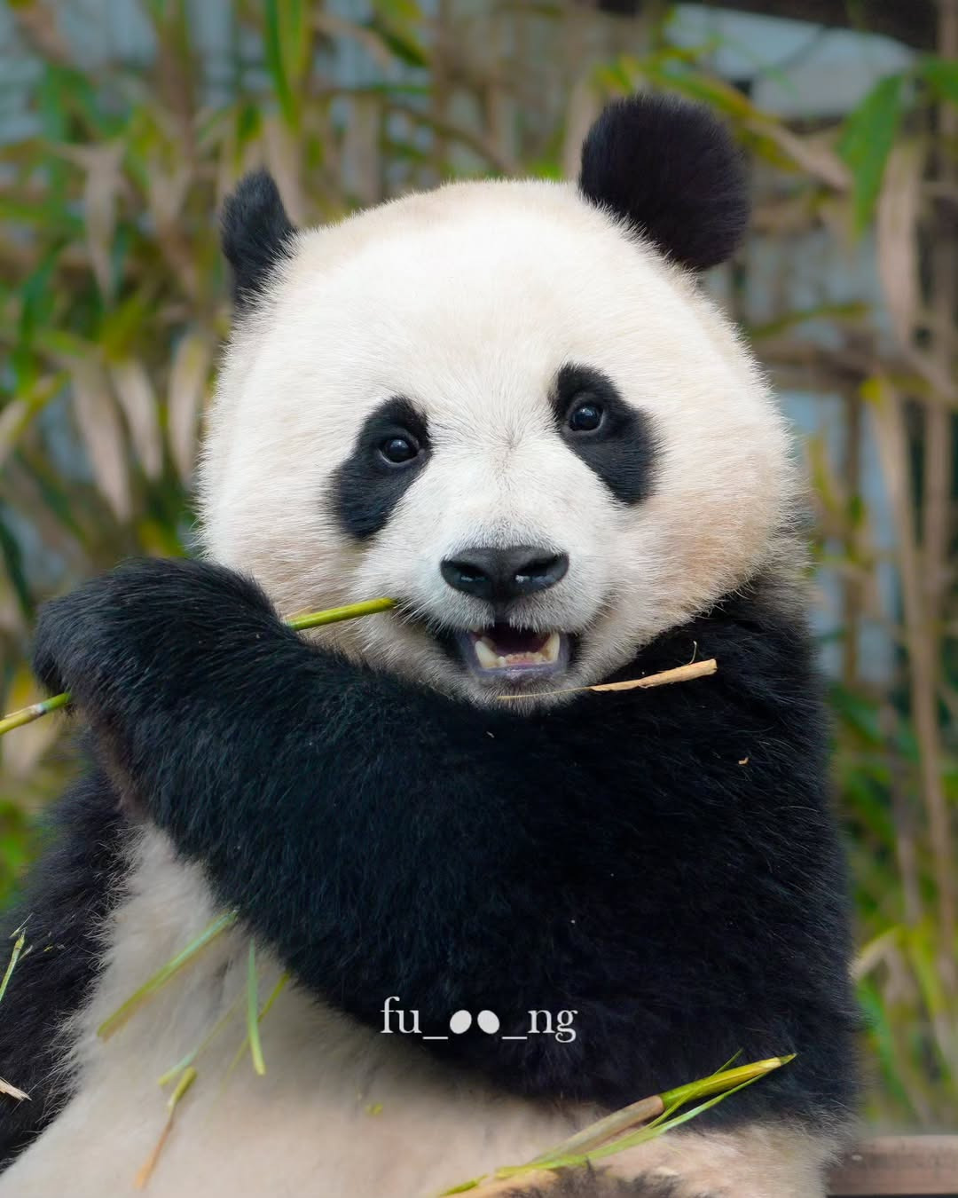 후이바오의 같은 장소, 같은 판다🐼 | 인스티즈