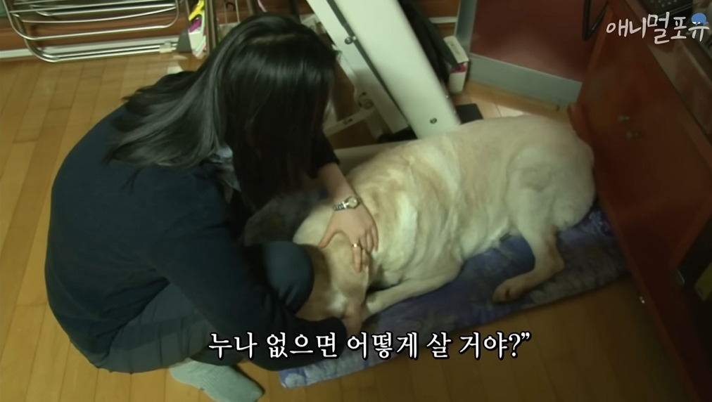주인이 혼자 나가서 당황하는 안내견 | 인스티즈