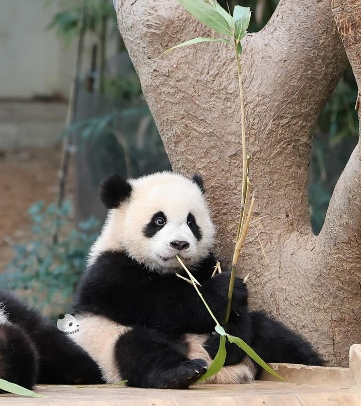 후이바오의 같은 장소, 같은 판다🐼 | 인스티즈