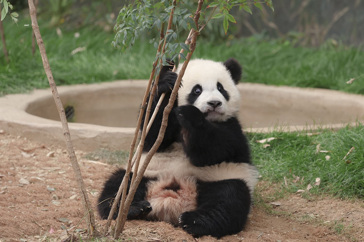 후이바오의 같은 장소, 같은 판다🐼 | 인스티즈