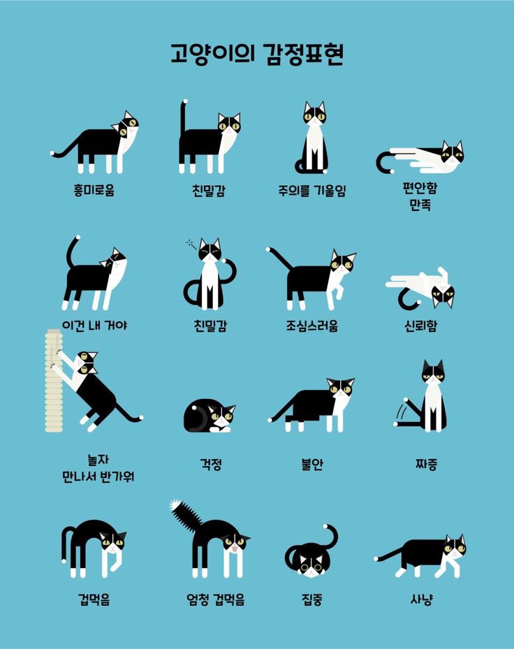  고양이의 감정표현2