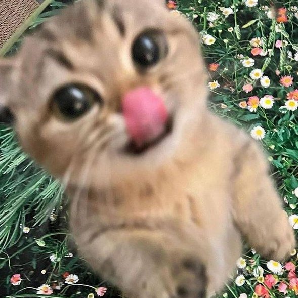 핀터깔 사진 57장 모음 (주로 고양이, 꽃) | 인스티즈