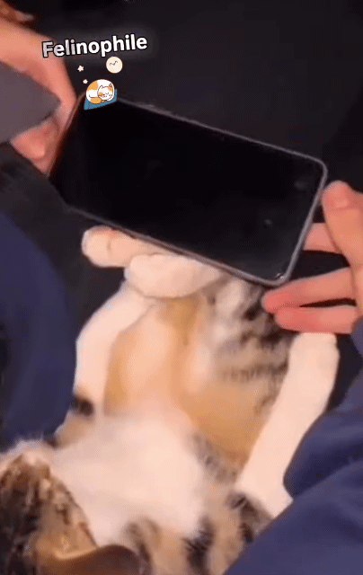 고양이를 폰 거치대로 쓸 수 있을까.gif