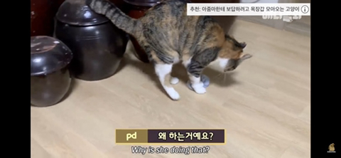 ㄹㅇ사람처럼 걸레질하는 고양이 하루(진짜임) | 인스티즈