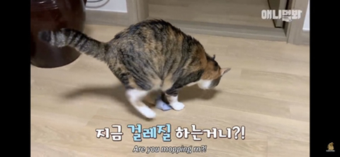 ㄹㅇ사람처럼 걸레질하는 고양이 하루(진짜임) | 인스티즈