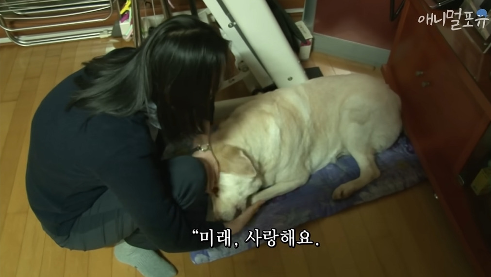 주인이 혼자 나가서 당황하는 안내견 | 인스티즈