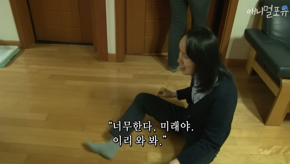 주인이 혼자 나가서 당황하는 안내견 | 인스티즈