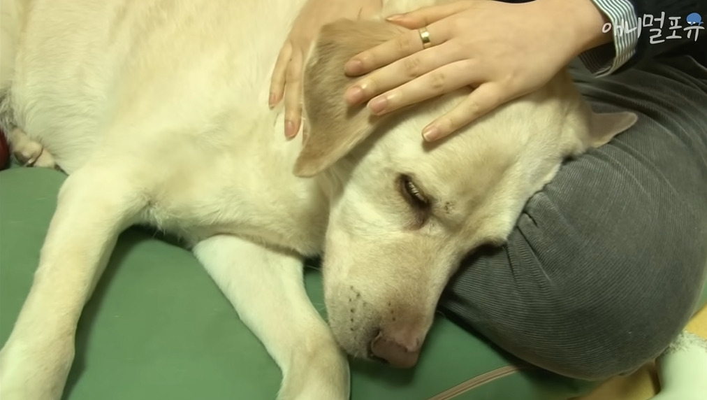 주인이 혼자 나가서 당황하는 안내견 | 인스티즈