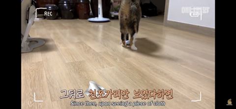 ㄹㅇ사람처럼 걸레질하는 고양이 하루(진짜임) | 인스티즈