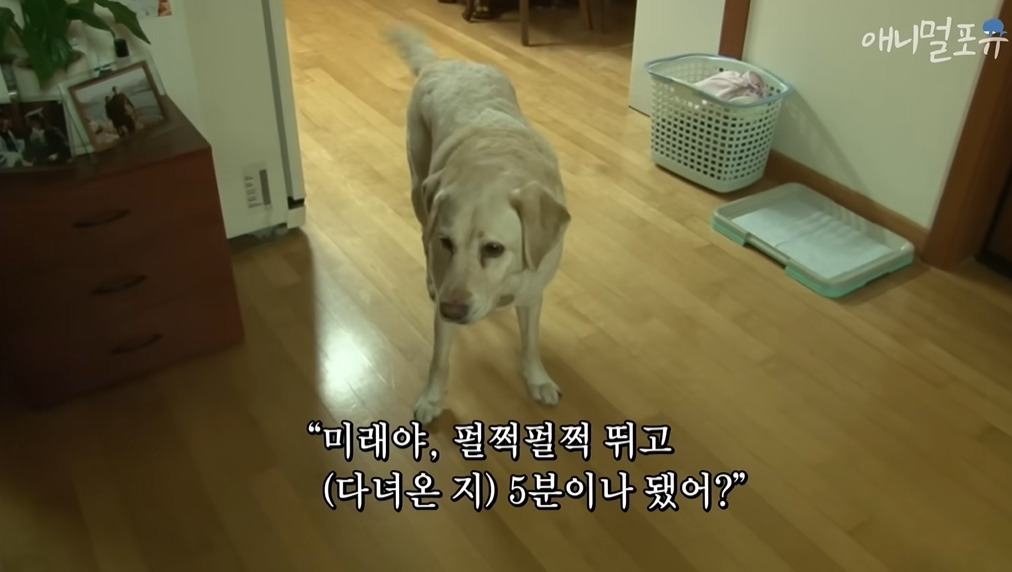 주인이 혼자 나가서 당황하는 안내견 | 인스티즈