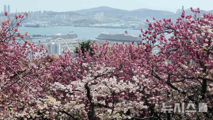 흐드러지게 만개한 부산 겹벚꽃 | 인스티즈