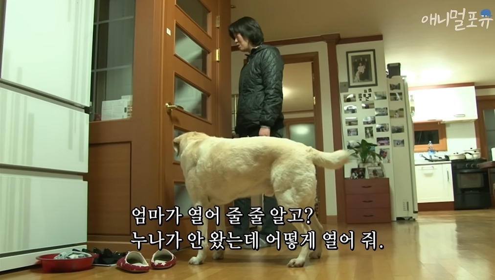 주인이 혼자 나가서 당황하는 안내견 | 인스티즈