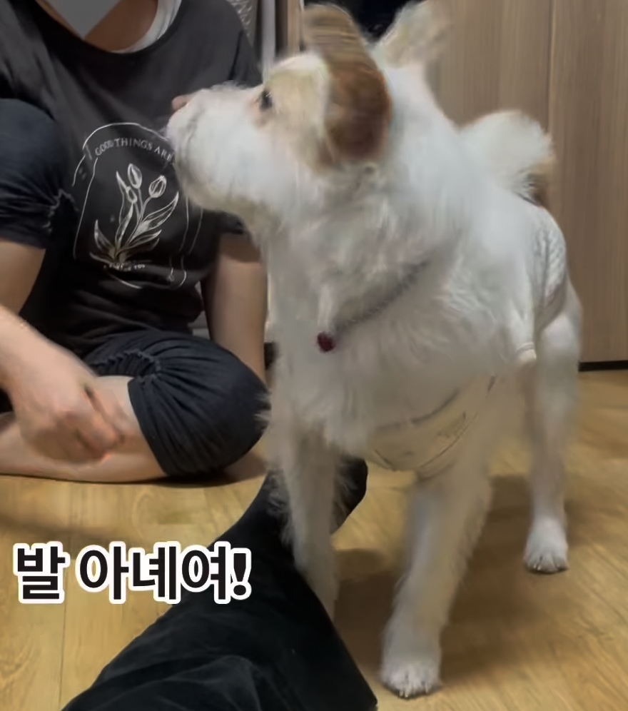  발 달라고 하면 극대노하는 강아지.insta