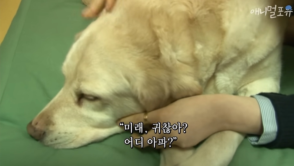 주인이 혼자 나가서 당황하는 안내견 | 인스티즈