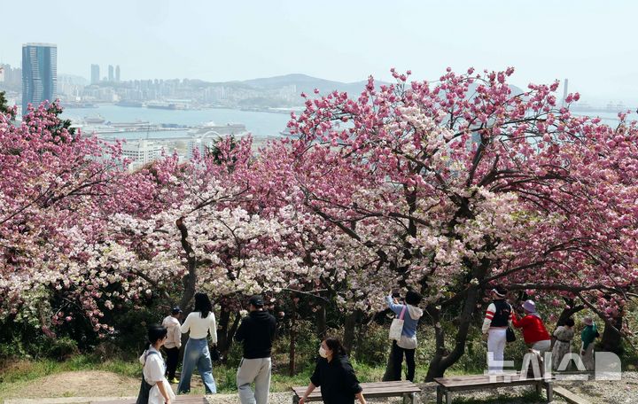 흐드러지게 만개한 부산 겹벚꽃 | 인스티즈