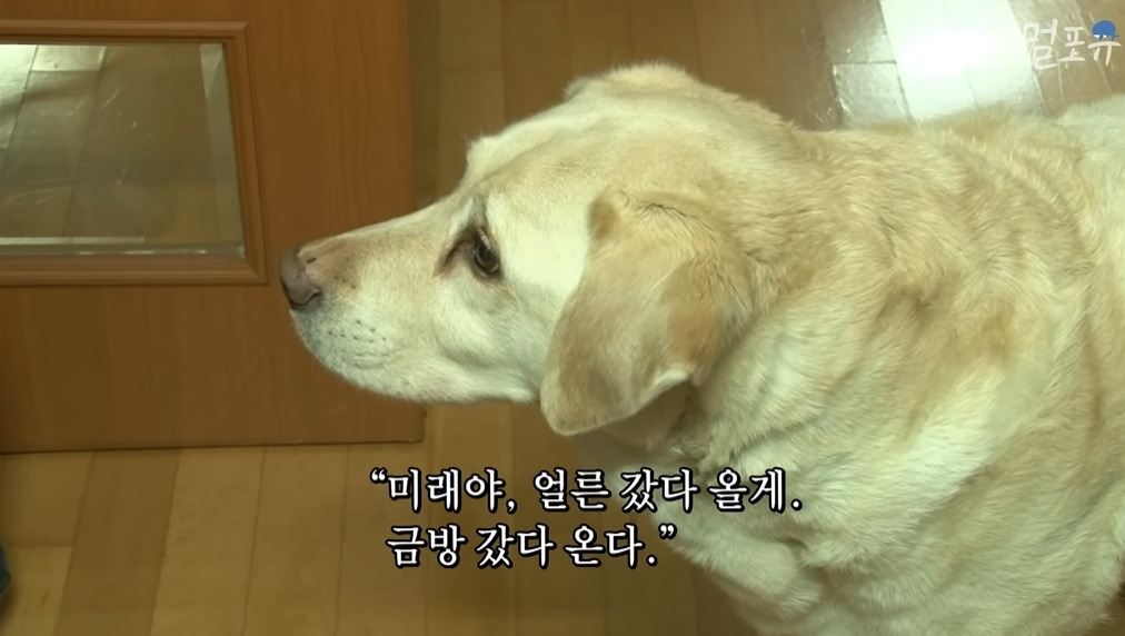 주인이 혼자 나가서 당황하는 안내견 | 인스티즈