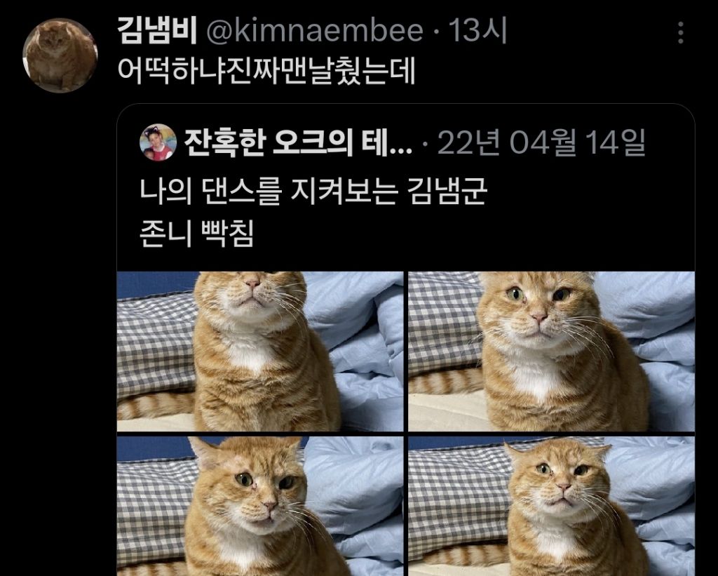 고양이 장수의 비결이 뭐냐고 물어봤더니.twt | 인스티즈