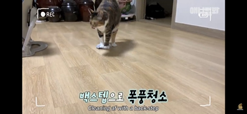 ㄹㅇ사람처럼 걸레질하는 고양이 하루(진짜임) | 인스티즈