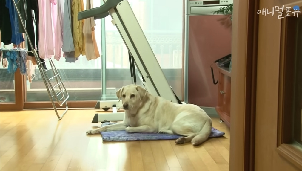 주인이 혼자 나가서 당황하는 안내견 | 인스티즈