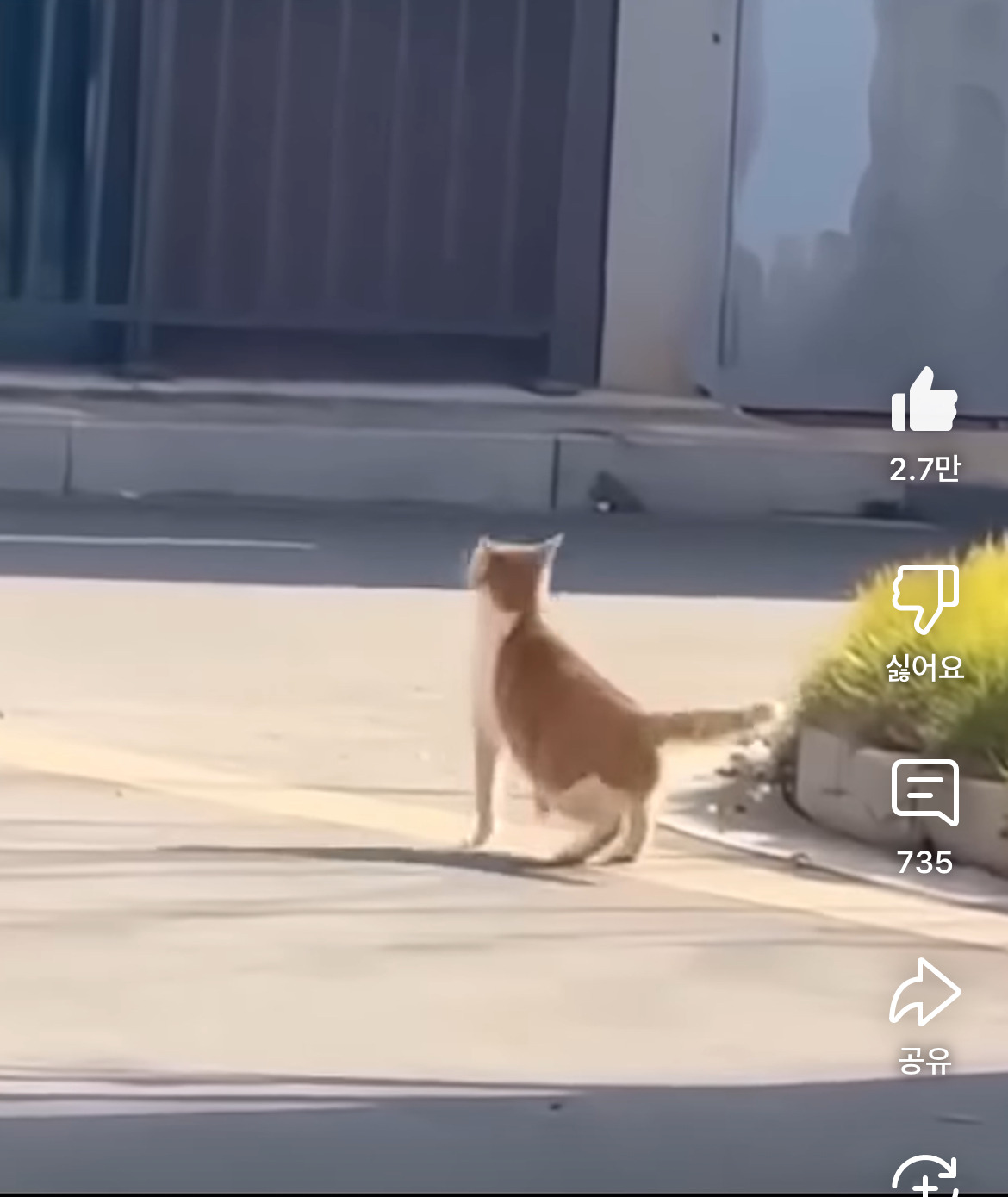  고양이도 날씨 좋으면 행복해한다는 증거