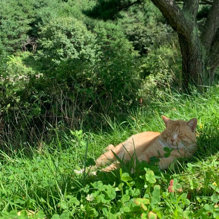 핀터깔 사진 57장 모음 (주로 고양이, 꽃) | 인스티즈