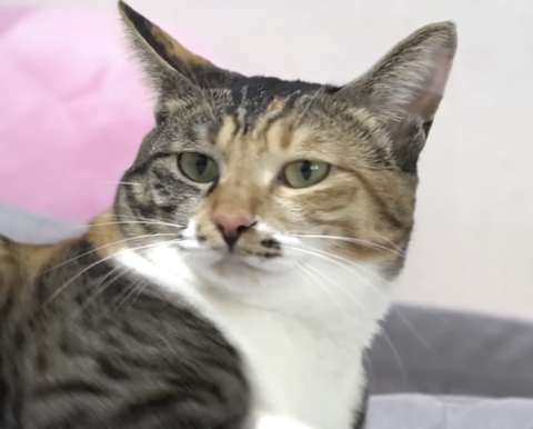  ㄹㅇ사람처럼 걸레질하는 고양이 하루(진짜임)