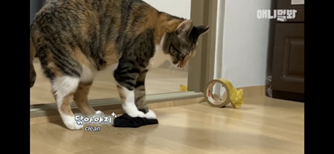 ㄹㅇ사람처럼 걸레질하는 고양이 하루(진짜임) | 인스티즈