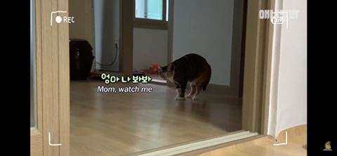 ㄹㅇ사람처럼 걸레질하는 고양이 하루(진짜임) | 인스티즈