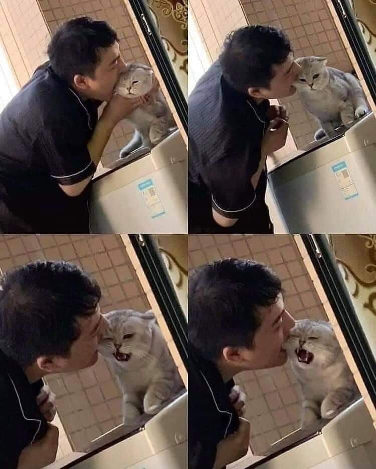  고양이 볼 먹방