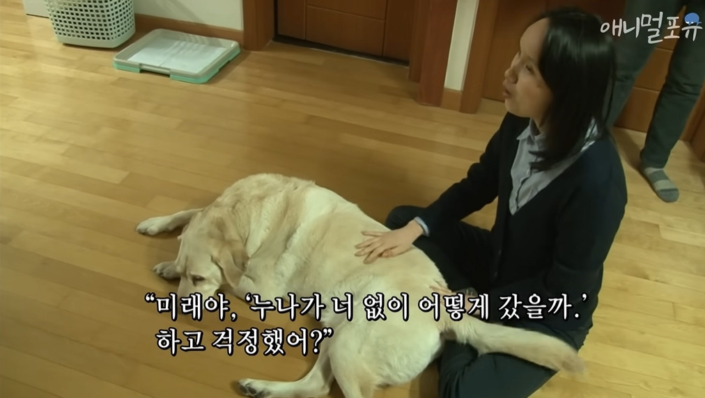 주인이 혼자 나가서 당황하는 안내견 | 인스티즈