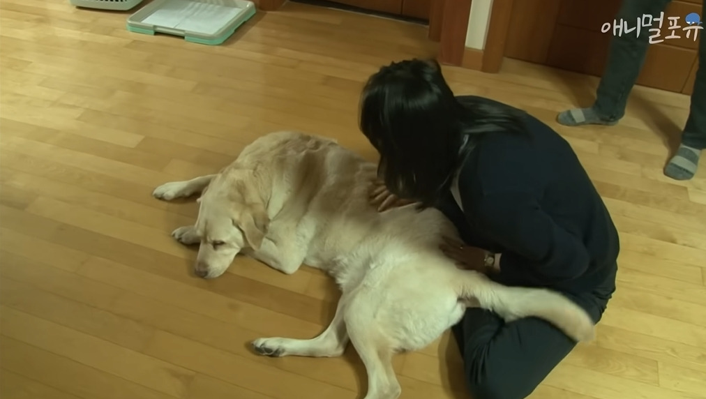 주인이 혼자 나가서 당황하는 안내견 | 인스티즈