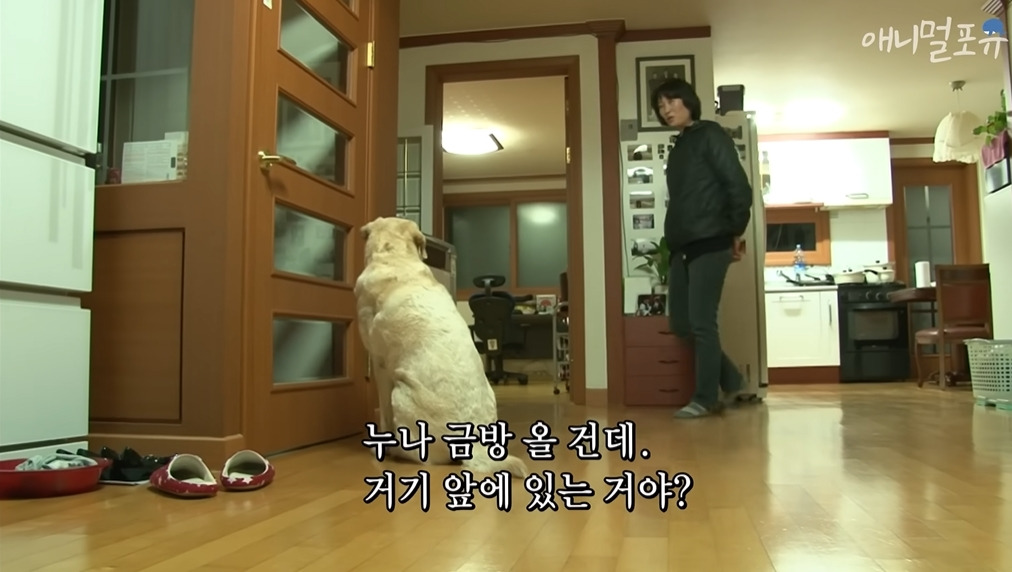 주인이 혼자 나가서 당황하는 안내견 | 인스티즈