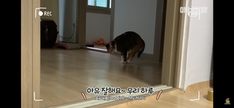 ㄹㅇ사람처럼 걸레질하는 고양이 하루(진짜임) | 인스티즈