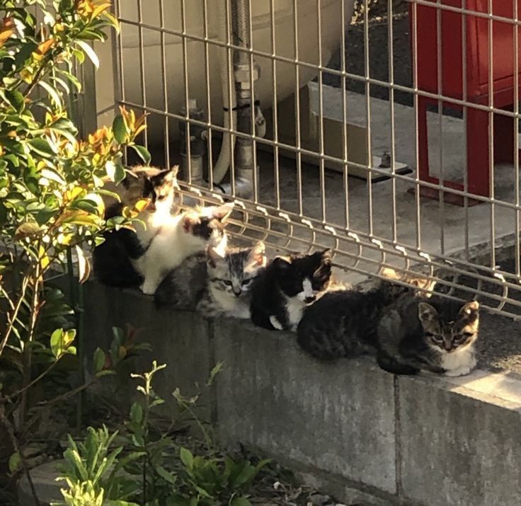 핀터깔 사진 57장 모음 (주로 고양이, 꽃) | 인스티즈