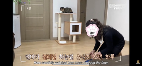 ㄹㅇ사람처럼 걸레질하는 고양이 하루(진짜임) | 인스티즈