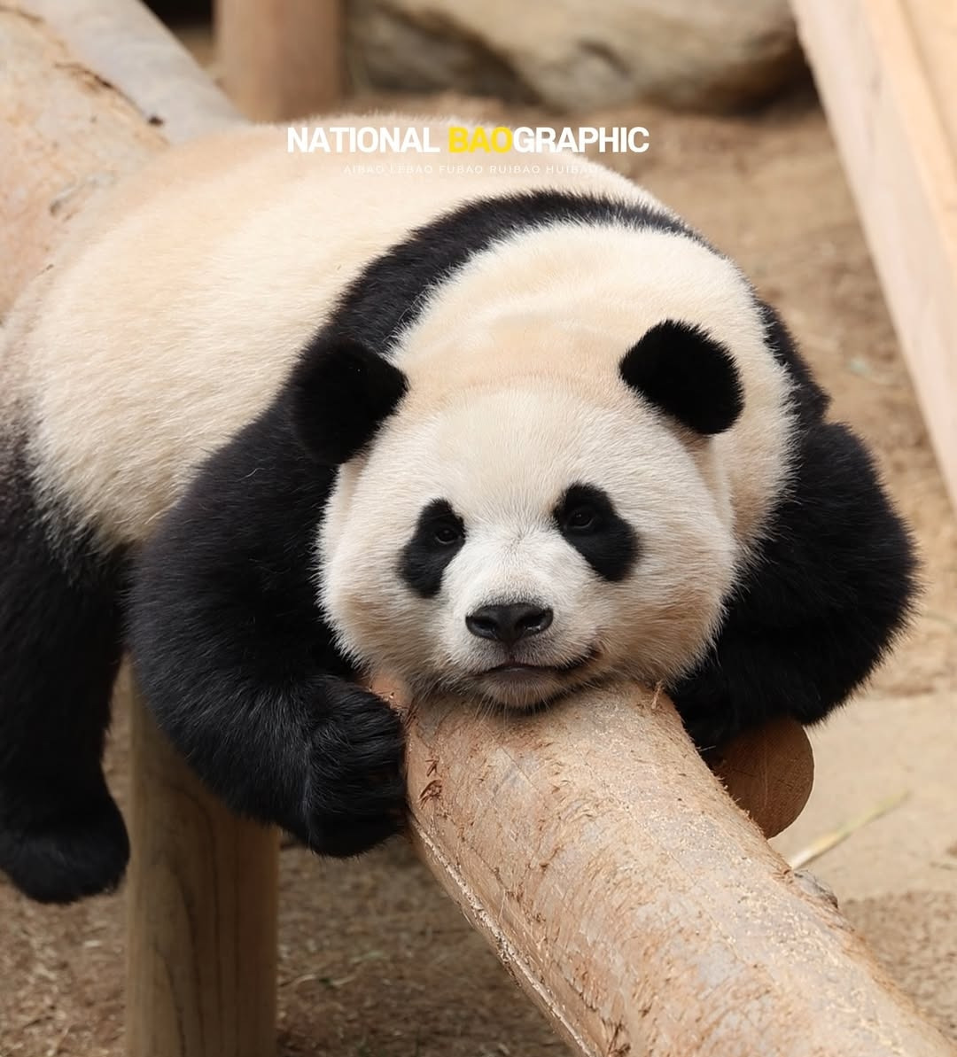 후이바오의 같은 장소, 같은 판다🐼 | 인스티즈