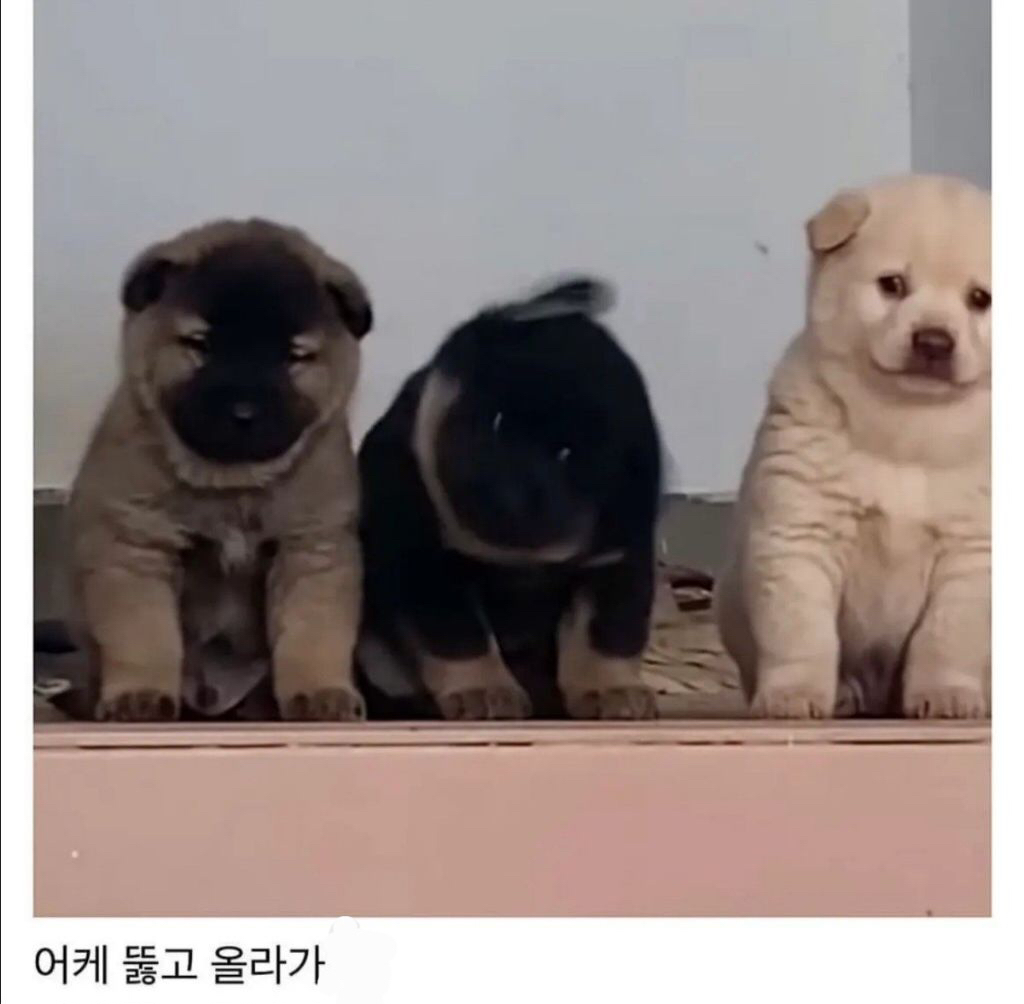 시골집 삼대장 | 인스티즈