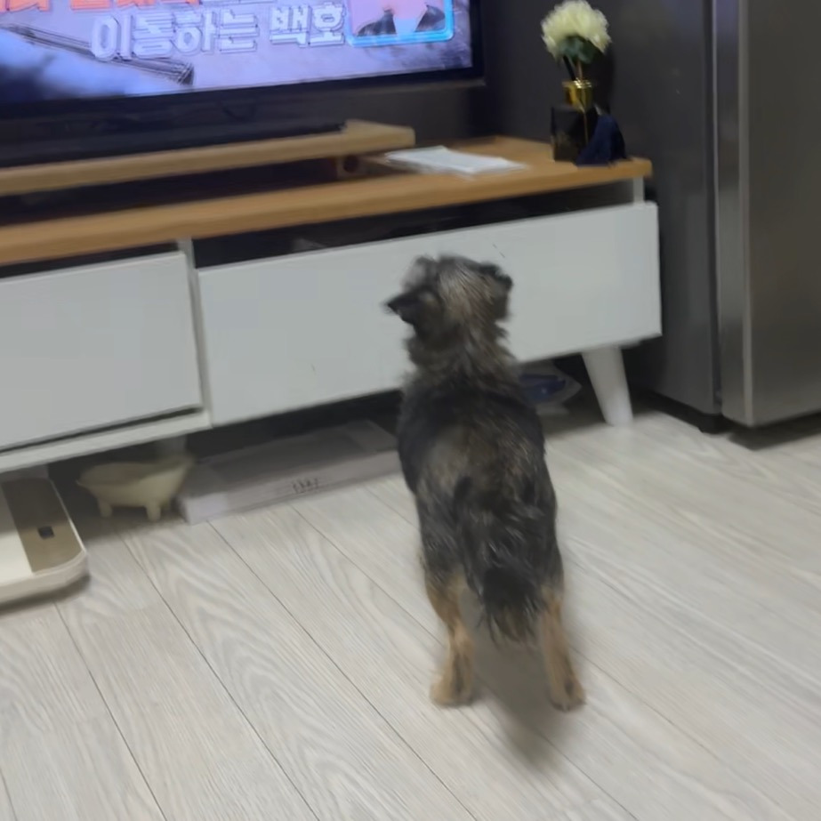 첫 임보 강아지 | 인스티즈