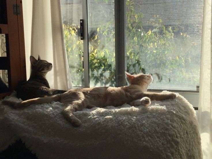 핀터깔 사진 57장 모음 (주로 고양이, 꽃) | 인스티즈