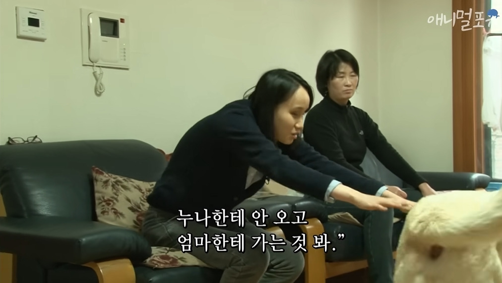 주인이 혼자 나가서 당황하는 안내견 | 인스티즈