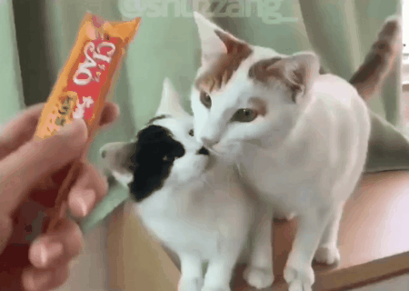  츄르를 줬더니 츄를 하고 있다