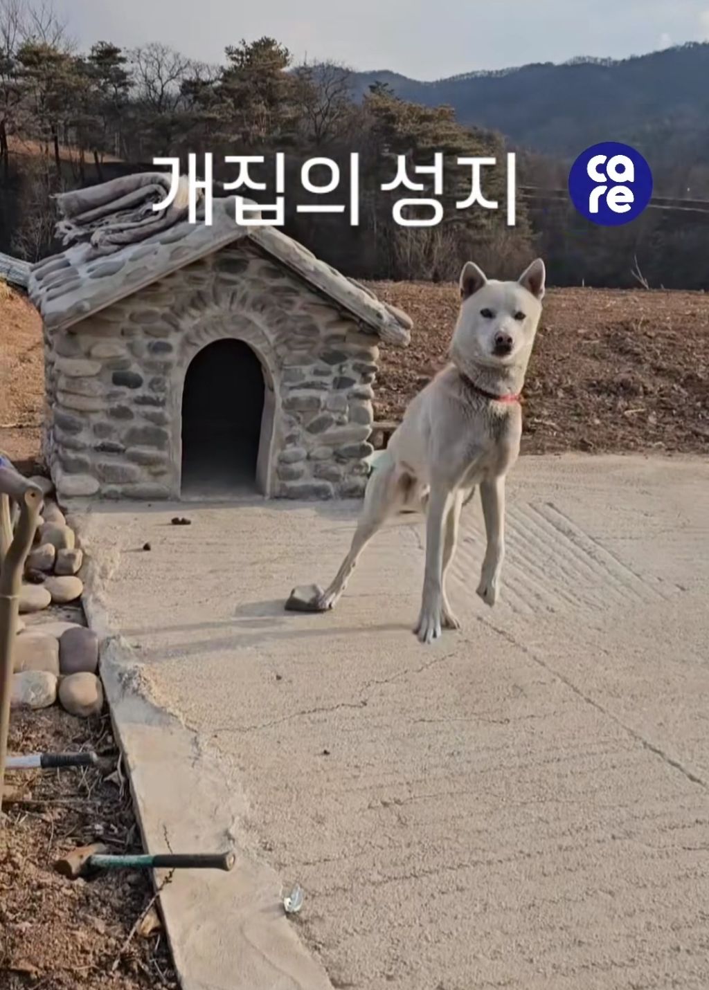  산불사태에 유일하게 버틴 강아지 집