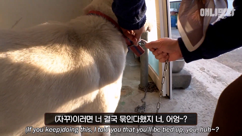 강아지가 매일 틈만나면 가출을 했던 이유...jpg | 인스티즈