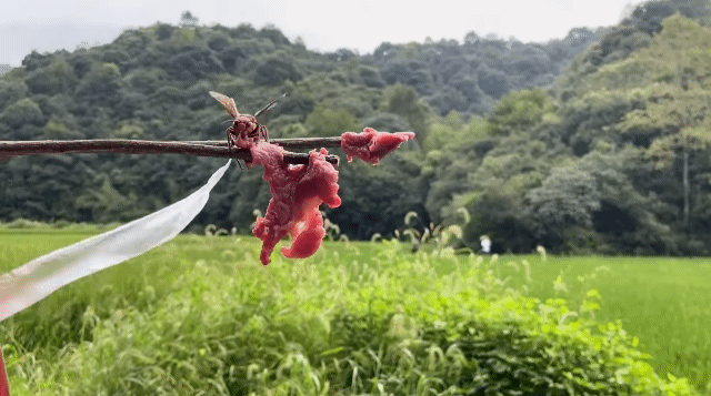  쾌감 쩌는 장수말벌 박멸 과정.gif