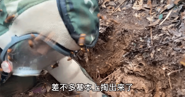 쾌감 쩌는 장수말벌 박멸 과정.gif | 인스티즈