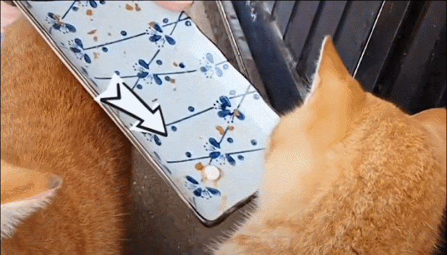 신기할 정도로 협조적인 누리네 식구들.gif | 인스티즈