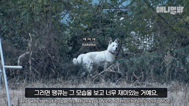 강아지가 매일 틈만나면 가출을 했던 이유...jpg | 인스티즈