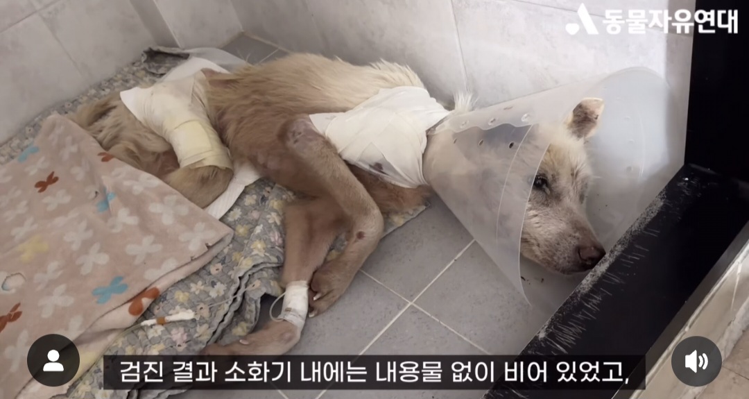 견주에게 수없이 매질로 폭행 당했던 17살 노견 강단이 근황 | 인스티즈