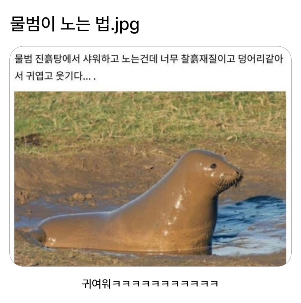  물범이 노는 법